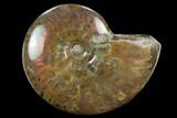 Flashy Red Iridescent Ammonite - Wide #127932-1